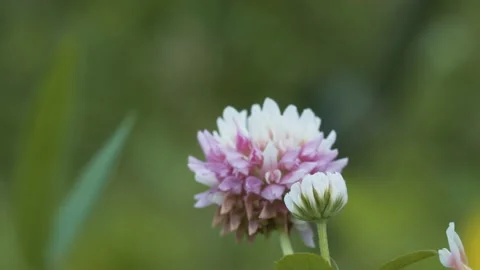 Clover on the grass background Stock Footage 137592875
