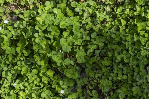 Clover grass Stockfoto's