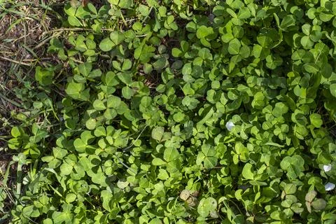 Clover grass 스톡 사진