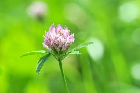 Clover on green background Stock Photos