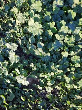 Clover-like green leaf pattern Stock Photos