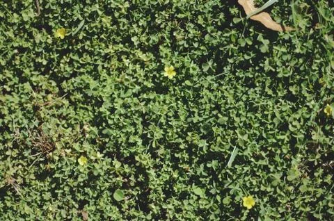 Clover ground Stock Photos