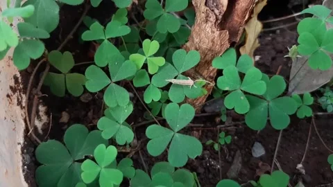 Clover grown in a pot Stock Footage 284441911