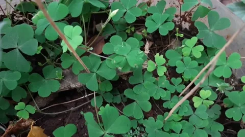 Clover grown in a pot Stock Footage 284441913