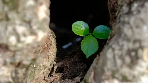 Clover grows quietly in a tree hole Stock Footage 108710041