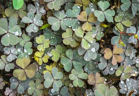 Clover with heart shaped leaves Stock Photos