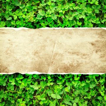 Clover Stock Illustration