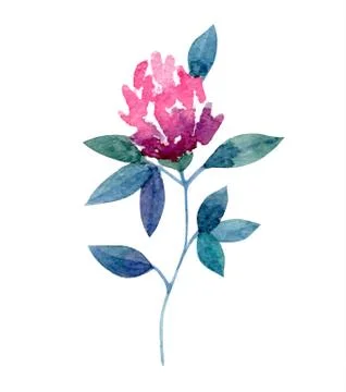 Clover Stock Illustration