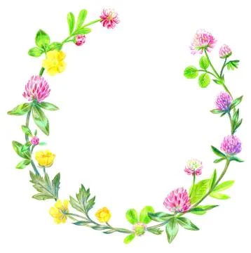 Clover Stock Illustration