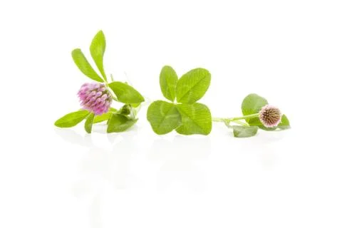 Clover isolated. Foto stock