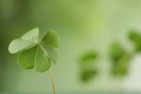 Clover leaf on blurred background, space for text. St. Patrick's Day symbol Stock Photos