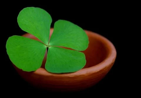 Clover leaf in a clay pottery Stock Photos