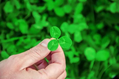 Clover leaf. Happy St. Patrick's Day. Stock Photos