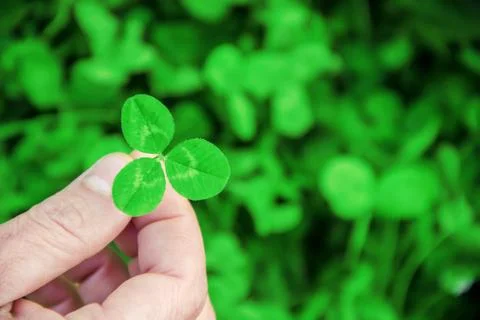 Clover leaf. Happy St. Patrick's Day. Stock Photos