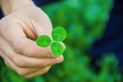 Clover leaf. Happy St. Patrick's Day. Stock Photos