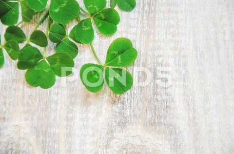 Clover leaf. Happy St. Patrick's Day. Selective focus. Stock Photos