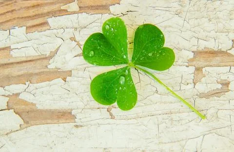 Clover leaf. Happy St. Patrick's Day. Selective focus. Stock Photos
