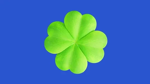 Clover leaf isolated - Irish Symbol of Luck for Saint Patrick's Day decoration 動画素材 344120559