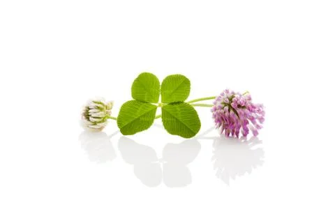 Clover leaf isolated. Stock Photos
