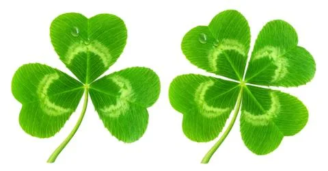 Clover leaf isolated on white Stock Photos
