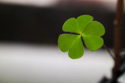 Clover leaf in lens flare for background Stock Photos