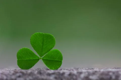 Clover leaf on light green gradient background Stock Photos