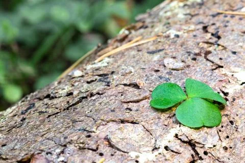 Clover leaf lying on a tree. Shamrock. Foto stock