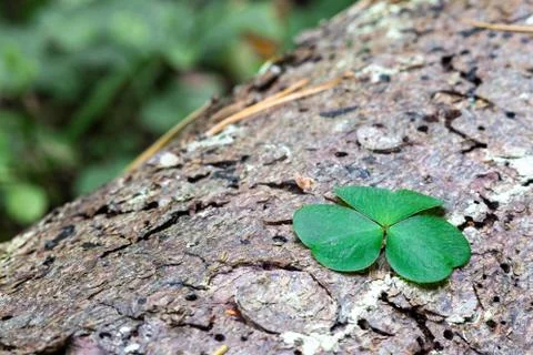 Clover leaf lying on a tree. Shamrock. Foto stock