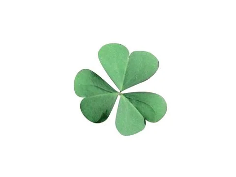 Clover leaf 写真素材