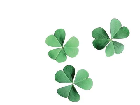 Clover leaf 写真素材