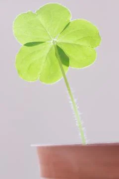 Clover leaf Stock Photos