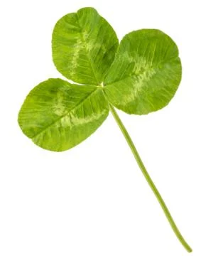 Clover leaf Stock Photos