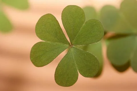 Clover leaf Stock Photos