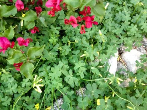 Clover leaf with red White yellow meadow flowers wild spring time Stock Photos