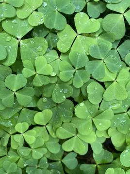Clover leafs green background Stock Photos
