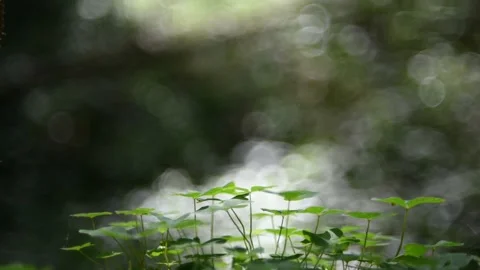 Clover leavers in a forest in summer. Changing lightening (pol filter) Stock-Footage 217378300