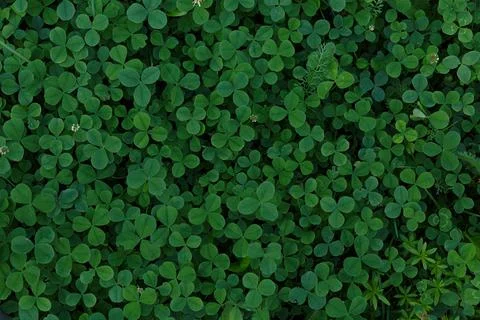 Clover leaves background with space for text. Lucky Irish clover in the field Stock Photos