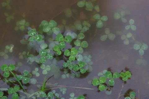 Clover Leaves Floating In A Puddle Stock Photos