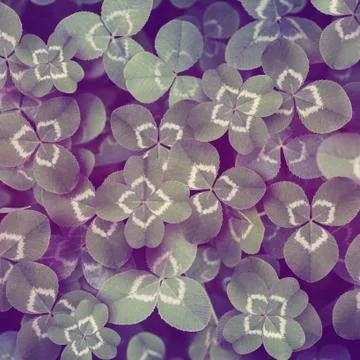 Clover leaves full screen Stock Photos