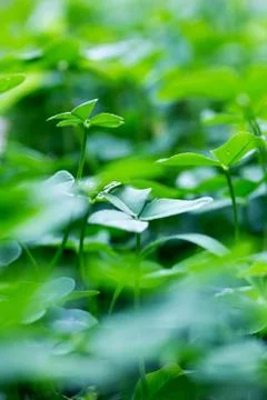 Clover leaves Stock Illustration