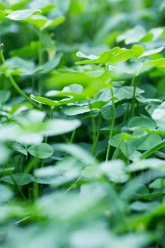 Clover leaves Stock Illustration