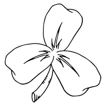 Clover leaves. Stock Illustration