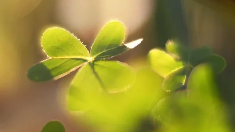 Clover leaves macro closeup, backlit by sunset light in background. Shallow DOF. Stock Footage 85590635