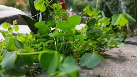 Clover leaves moving in wind breeze Stock Footage 237015810