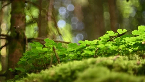 Clover leaves moving in the wind in a forest in summer Video stock 217378181