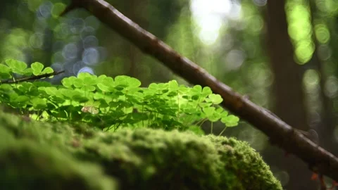 Clover leaves moving in the wind in a forest in summer Video stock 217378184