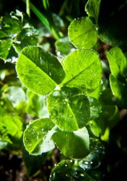 Clover leaves Stock Photos