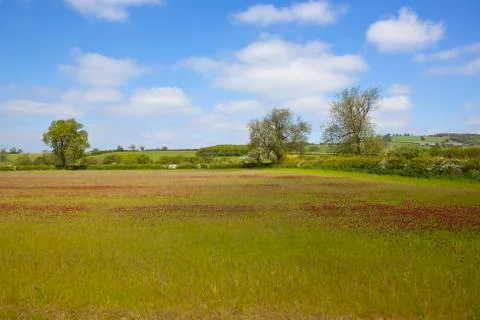Clover ley Stock Photos