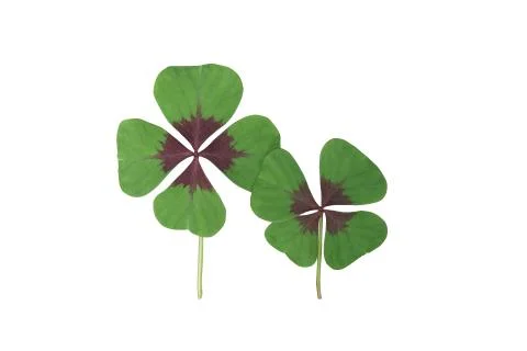 Clover luck four four-leaf shamrock happy new year Stock Photos