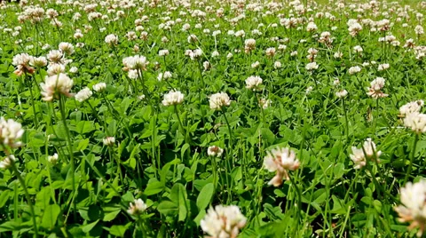Clover meadow Stockbeeldmateriaal 39658384